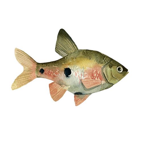Rainbow Fish III