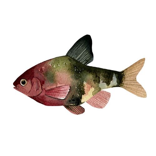 Rainbow Fish IV