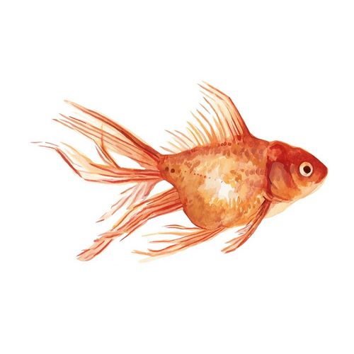 Ornamental Goldfish II