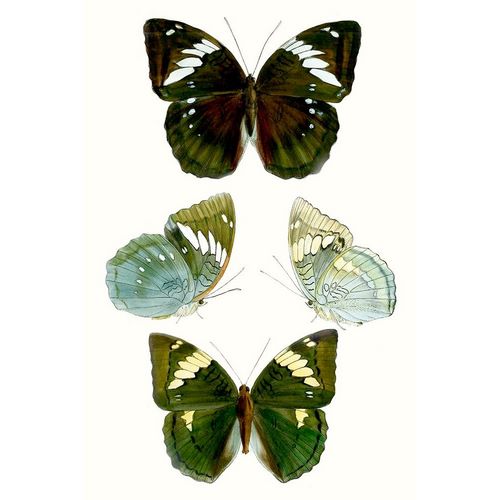 Butterfly Specimen IV