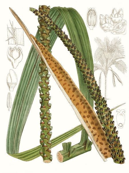 Palm Melange IX