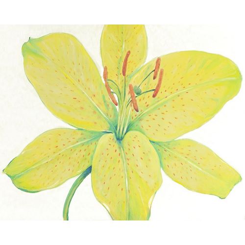 Citron Tiger Lily I