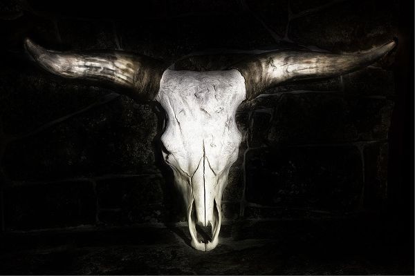 Cow Skull