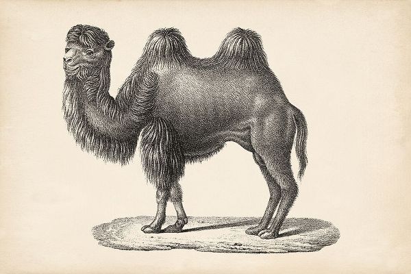Brodtmann Camel