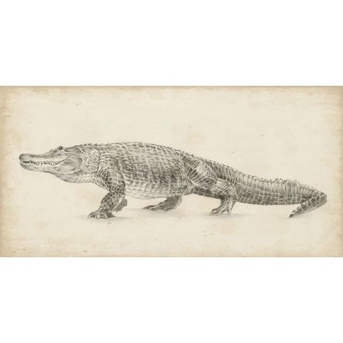 Alligator Sketch
