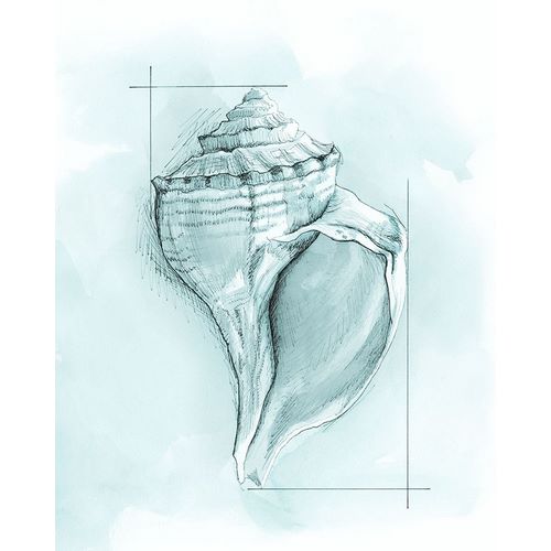 Coastal Shell Schematic I