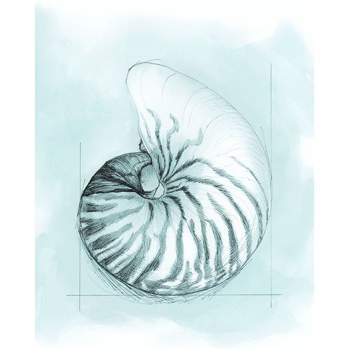Coastal Shell Schematic II