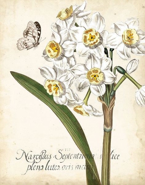 Narcissus Botanique II