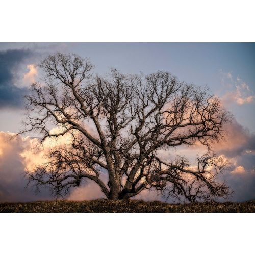 Grand Oak Tree II