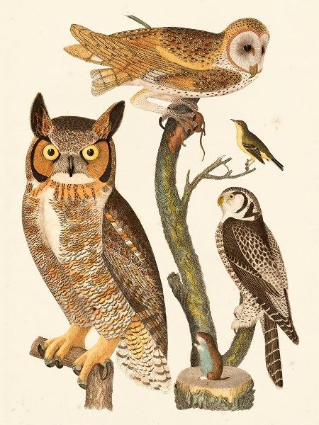 Wilson Owls I