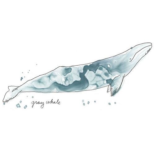 Cetacea Gray Whale