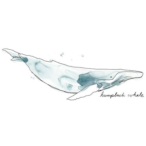 Cetacea Humpback
