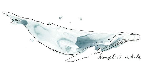 Cetacea Humpback