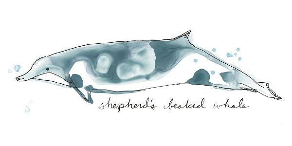Cetacea Shepherds Beak Whale