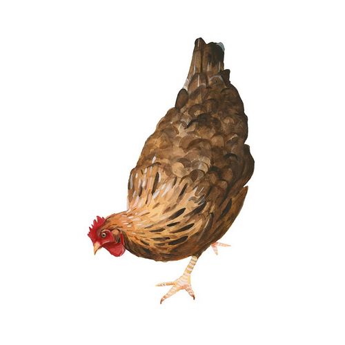 Autumn Chicken II