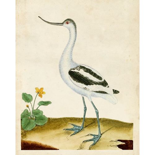 Heron Portrait VIII