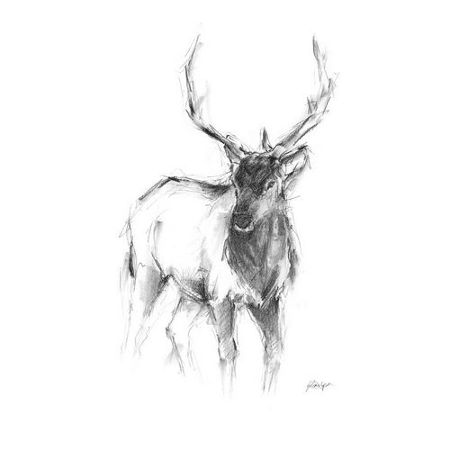 Western Animal Sketch II