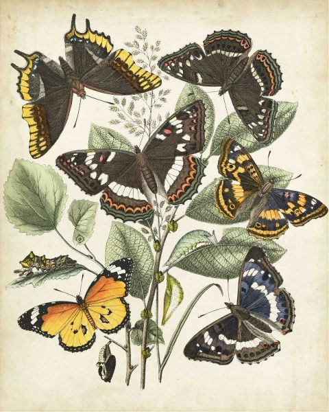 Non-Embellished Butterfly Haven II