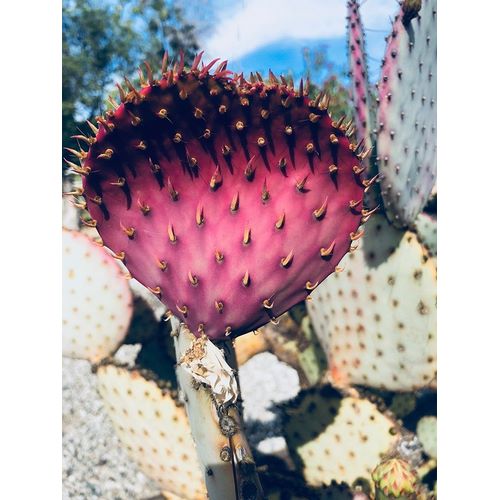Pink Yellow Cactus III