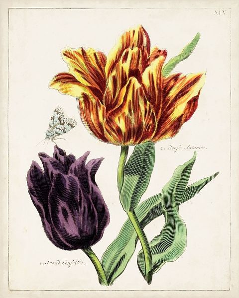 Tulip Classics III