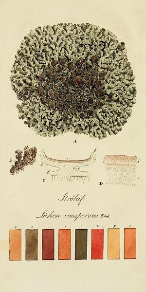 Species of Lichen VI