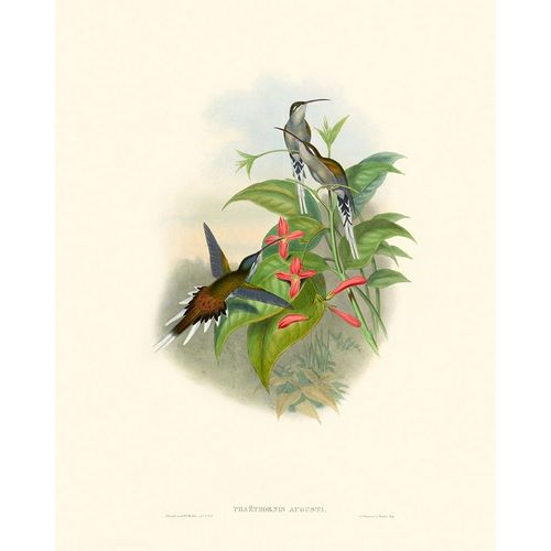 Hummingbird Delight IV