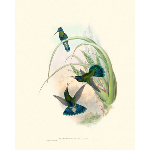 Hummingbird Delight VI