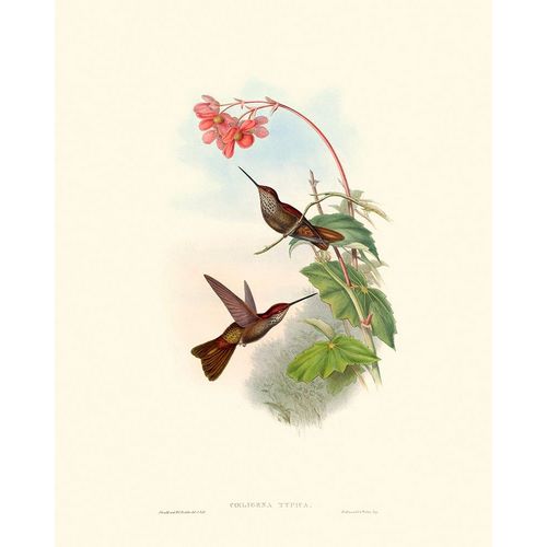 Hummingbird Delight XI