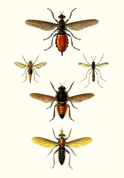 Entomology Series IX
