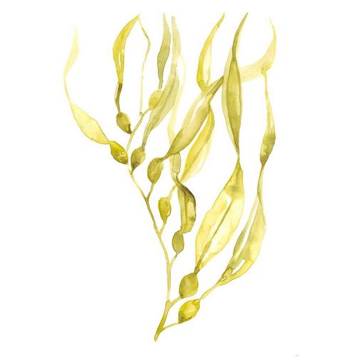 Olive Sea Kelp I