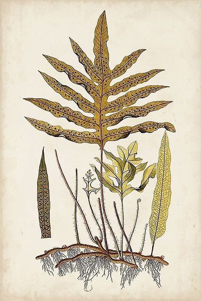 Fern Botanical I