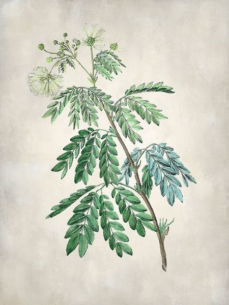 Acacia Tree II