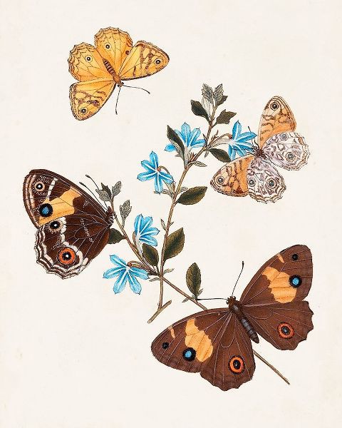 Butterflies and Moths I