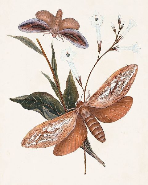 Butterflies and Moths II