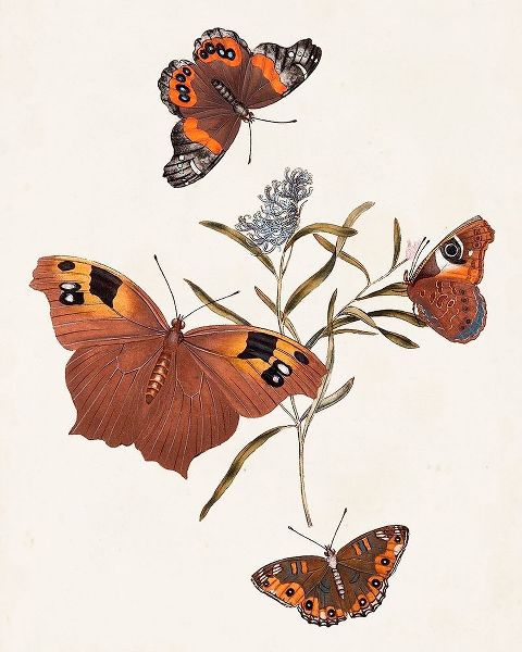 Butterflies and Moths VI