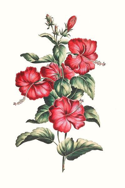 Flowering Hibiscus III