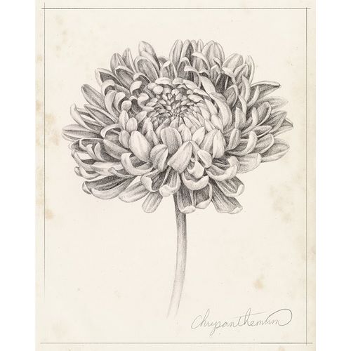Graphite Chrysanthemum Study II