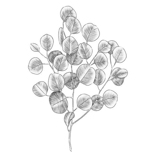 Eucalyptus Sketch II