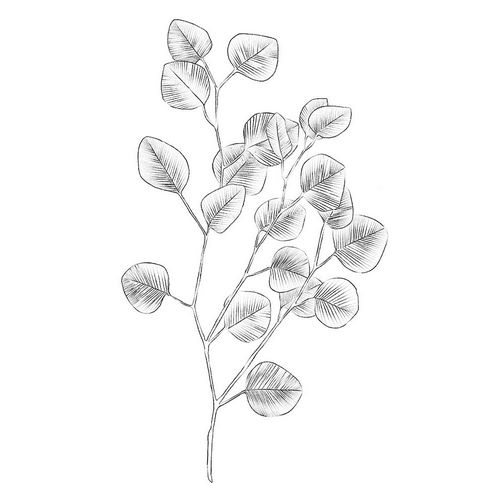 Eucalyptus Sketch III