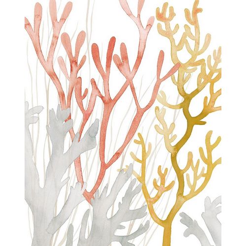 Desert Coral I