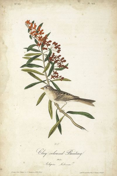 Delicate Bird and Botanical II