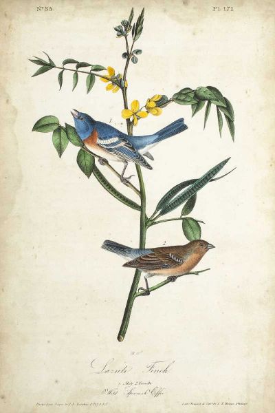 Delicate Bird and Botanical IV