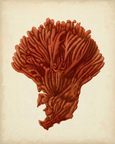 Antique Red Coral I