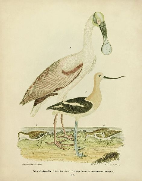Antique Spoonbill and Sandpipers