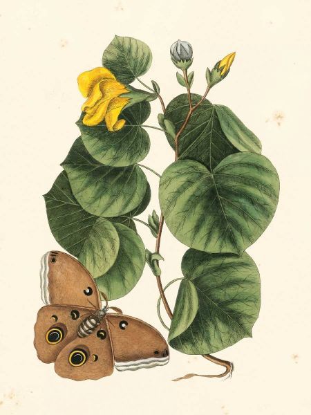 Catesby Butterfly and Botanical I