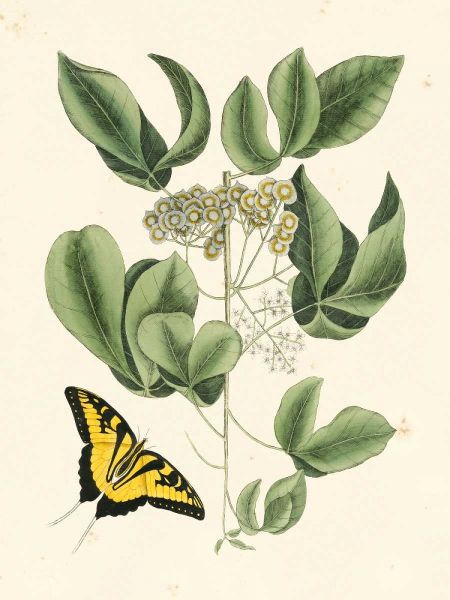 Non-Embellished Catesby Butterfly and Botanical II