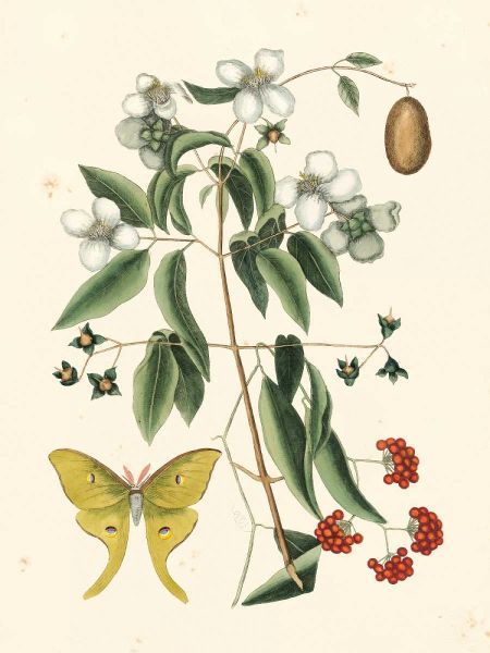 Catesby Butterfly and Botanical III