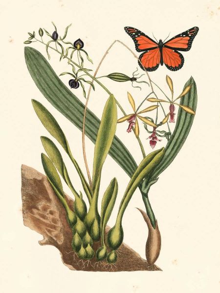 Catesby Butterfly and Botanical IV