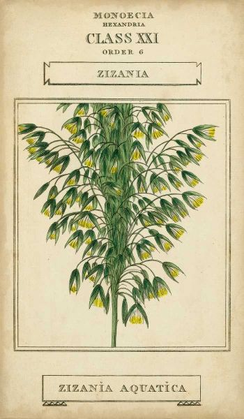 Linnaean Botany I