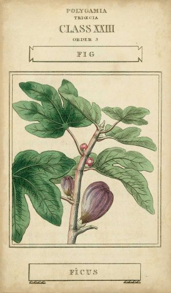 Linnaean Botany VI